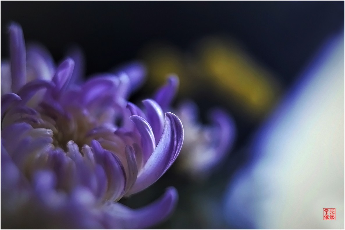 【盆景小菊花】特写