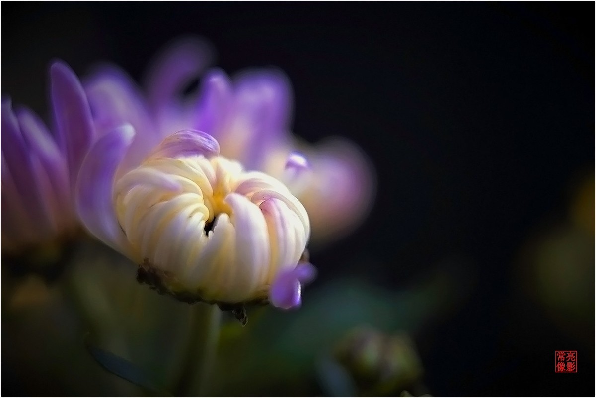 【盆景小菊花】特写