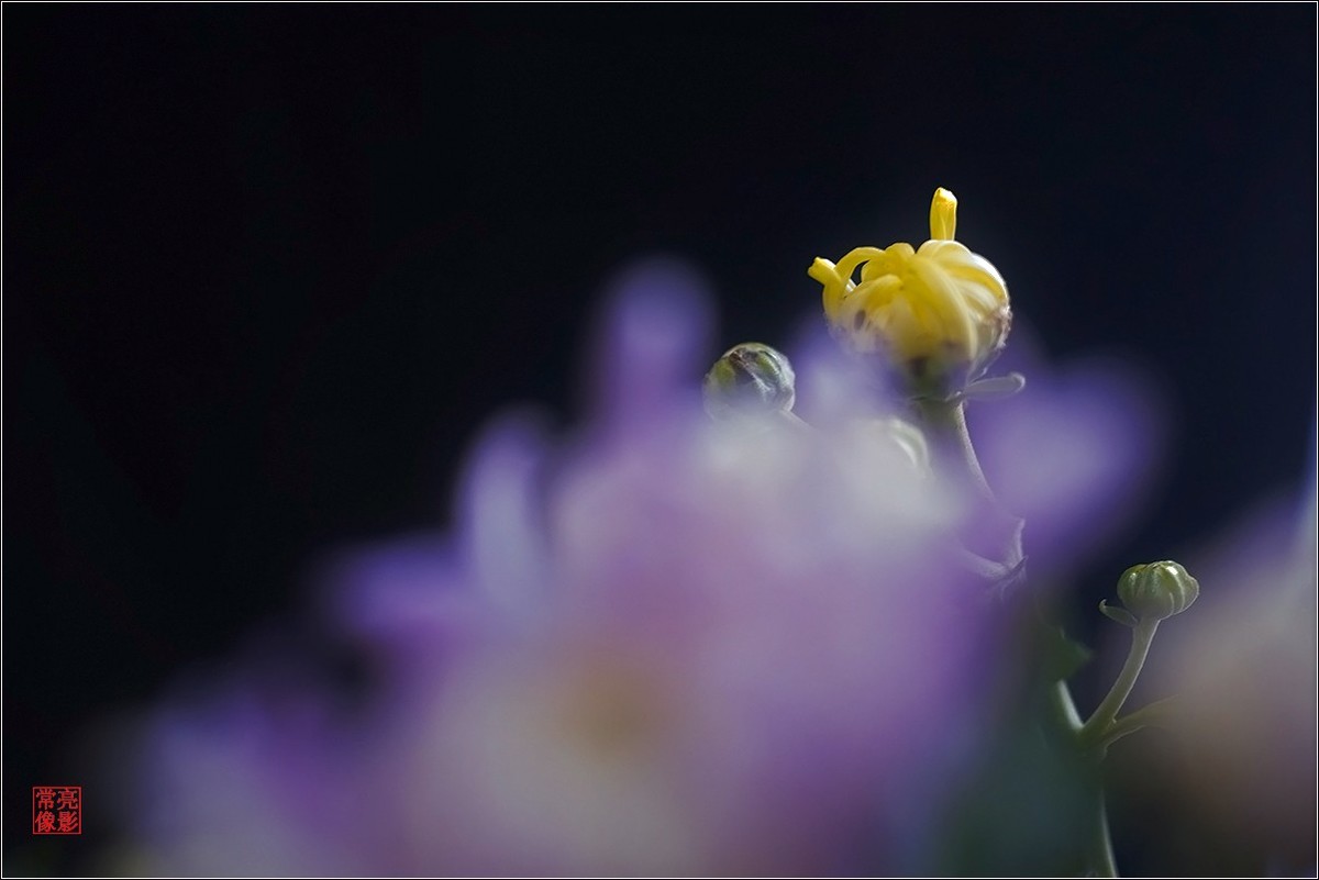 【盆景小菊花】特写