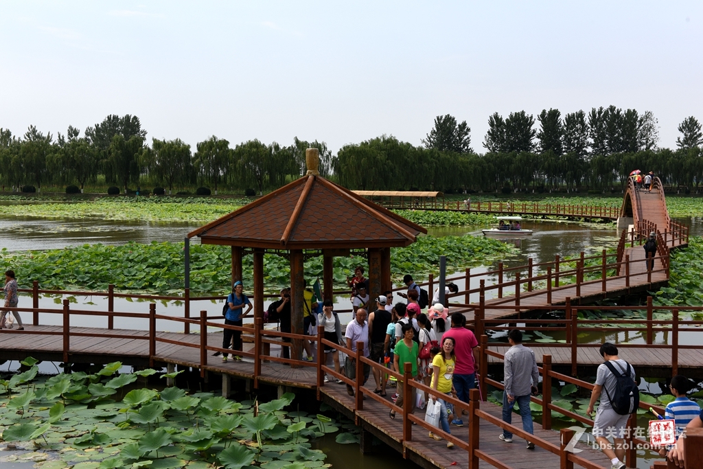 白洋淀荷花大观园2