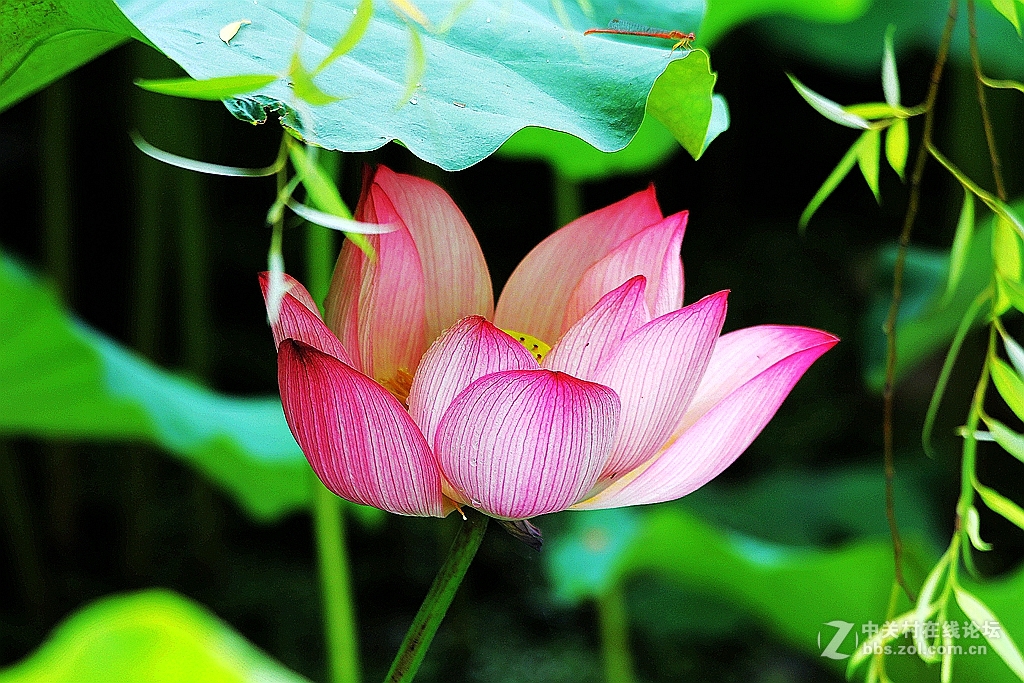 又见荷花姿
