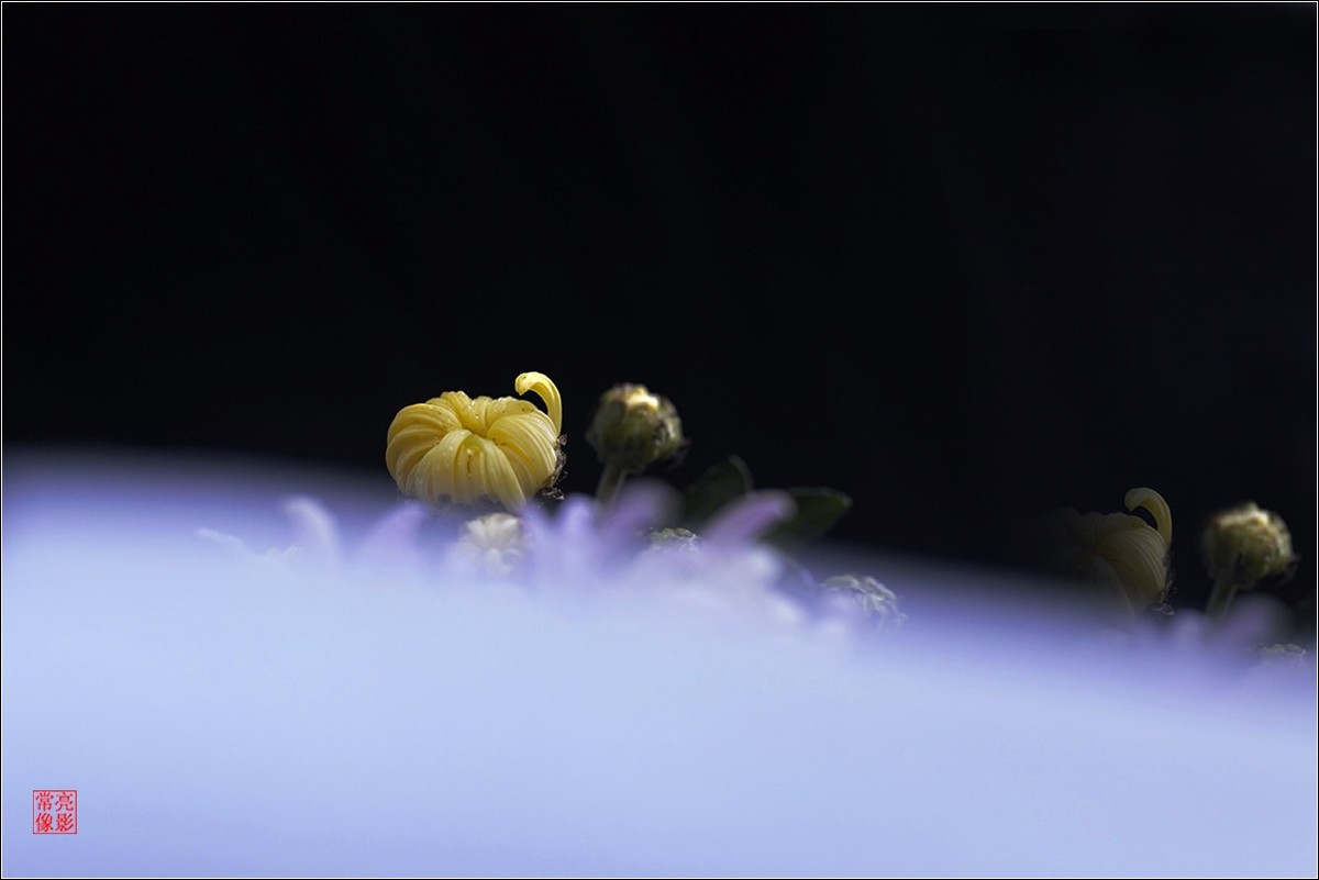 【盆景小菊花】特写