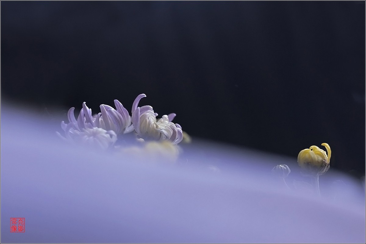 【盆景小菊花】特写