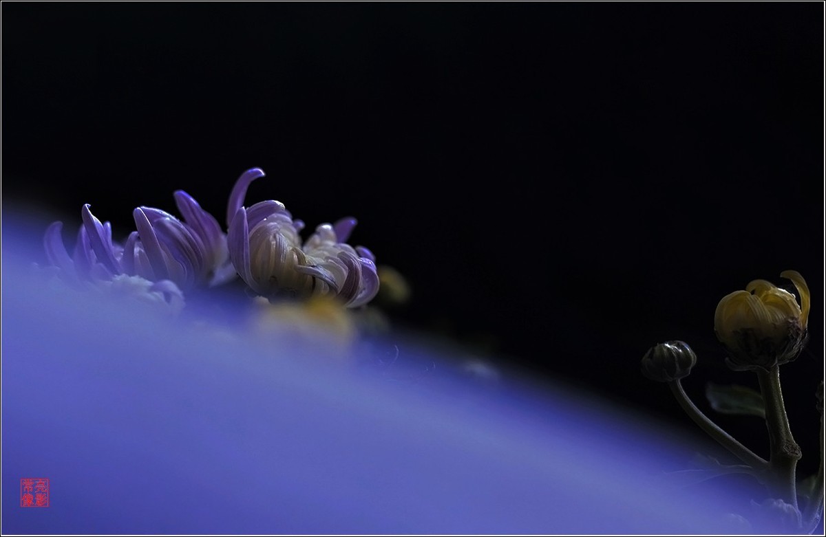 【盆景小菊花】特写