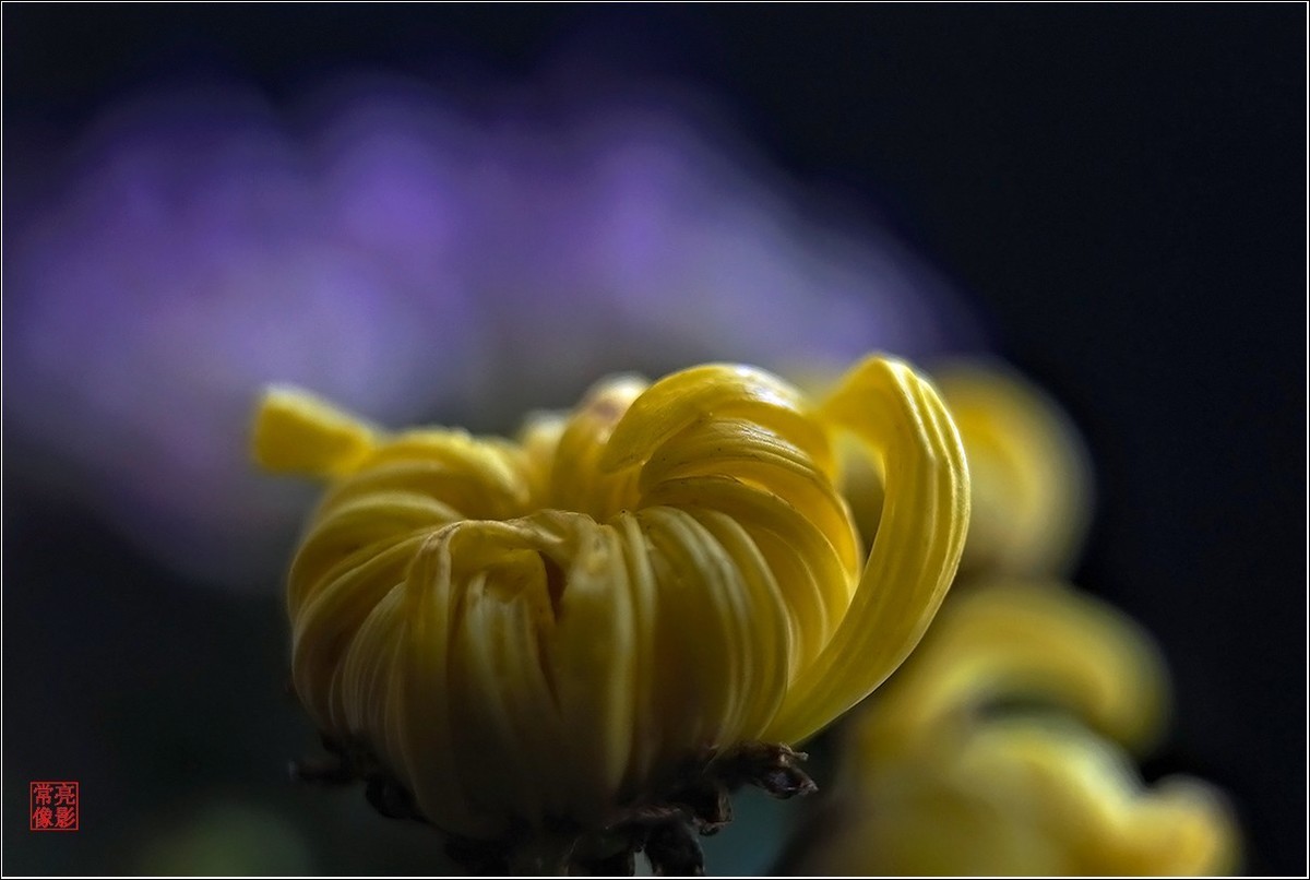 【盆景小菊花】特写