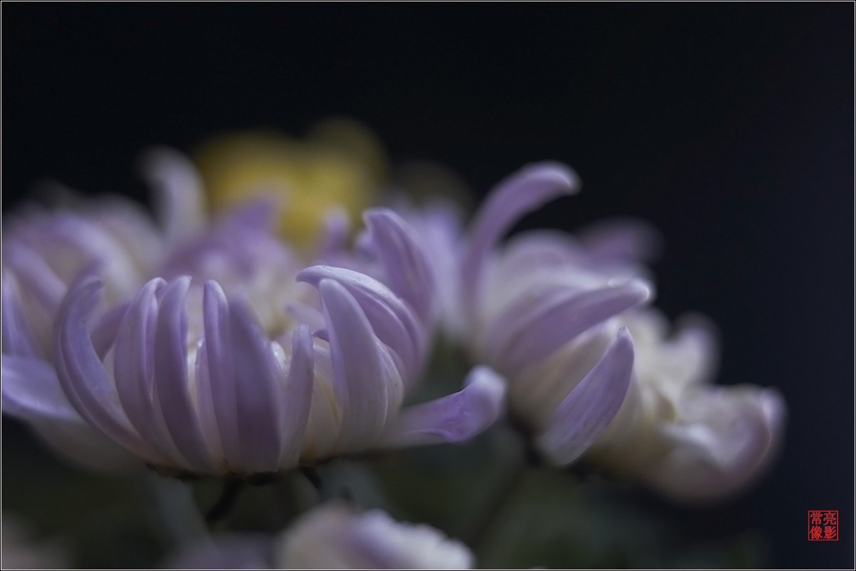 【盆景小菊花】特写