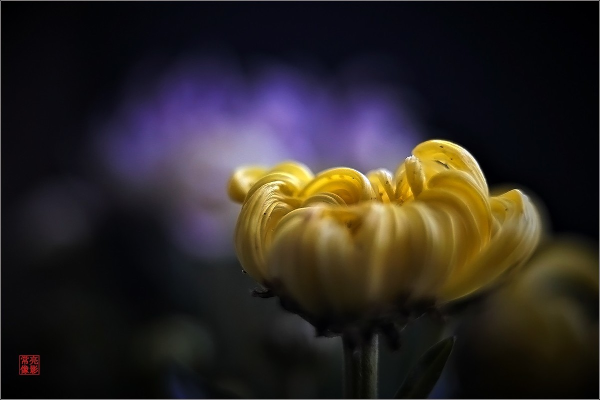 【盆景小菊花】特写