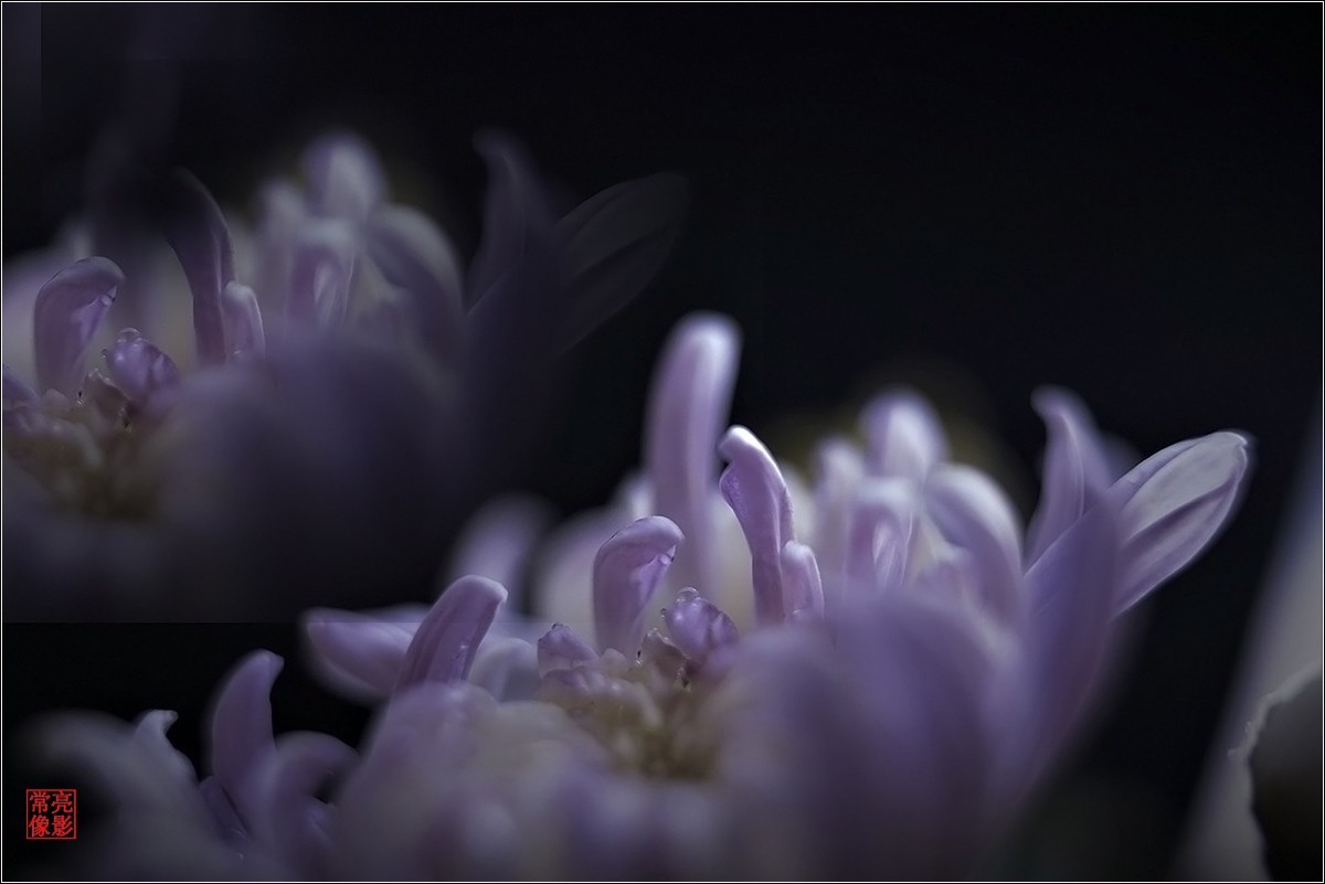 【盆景小菊花】特写