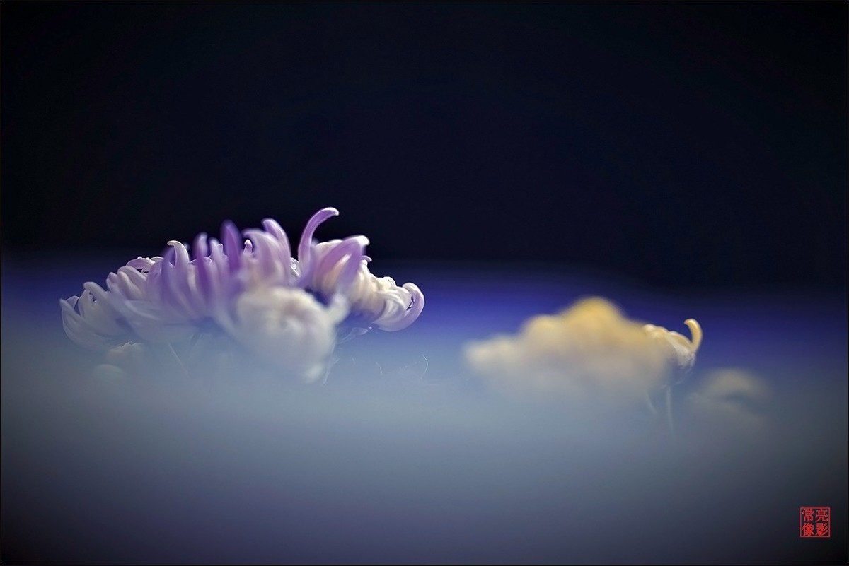 【盆景小菊花】特写