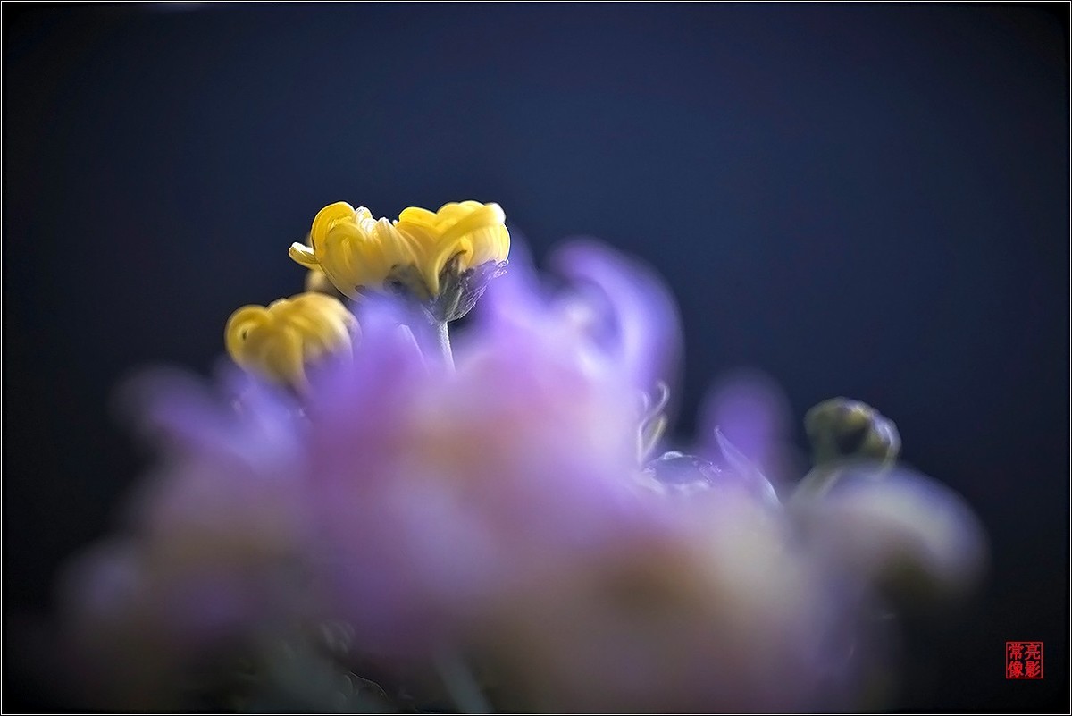 【盆景小菊花】特写