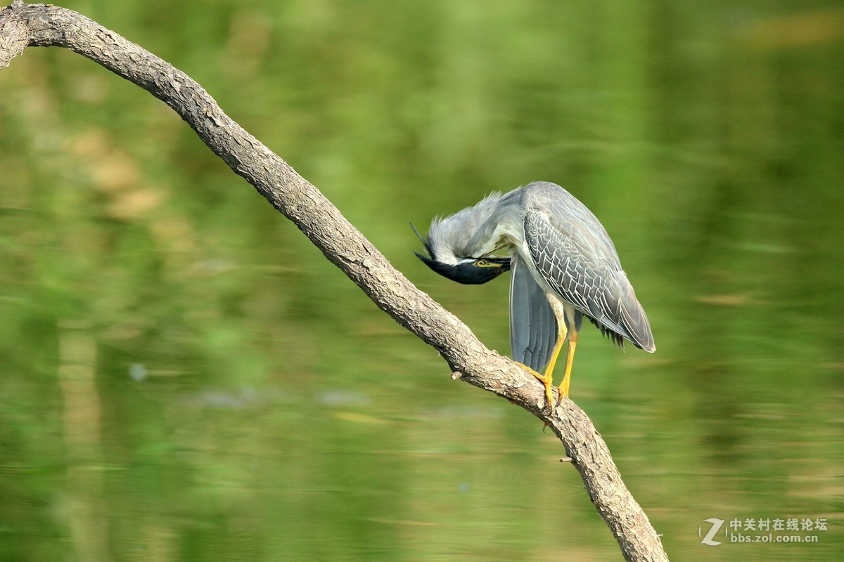 七月份拍摄的鸟类