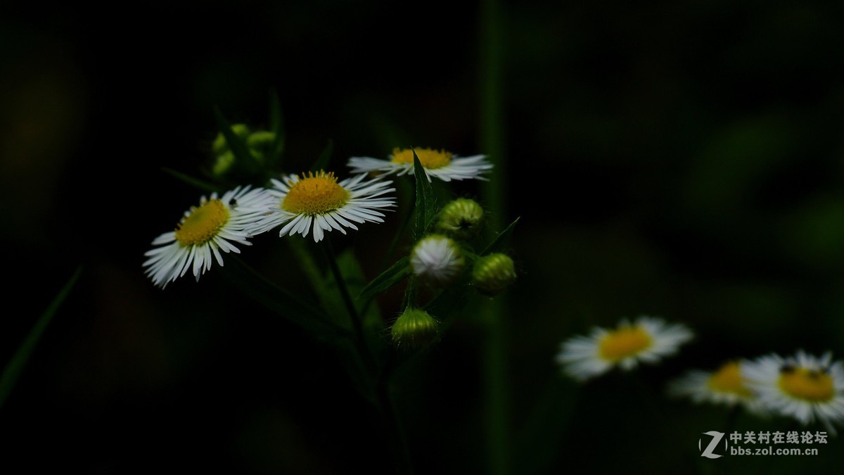 野花