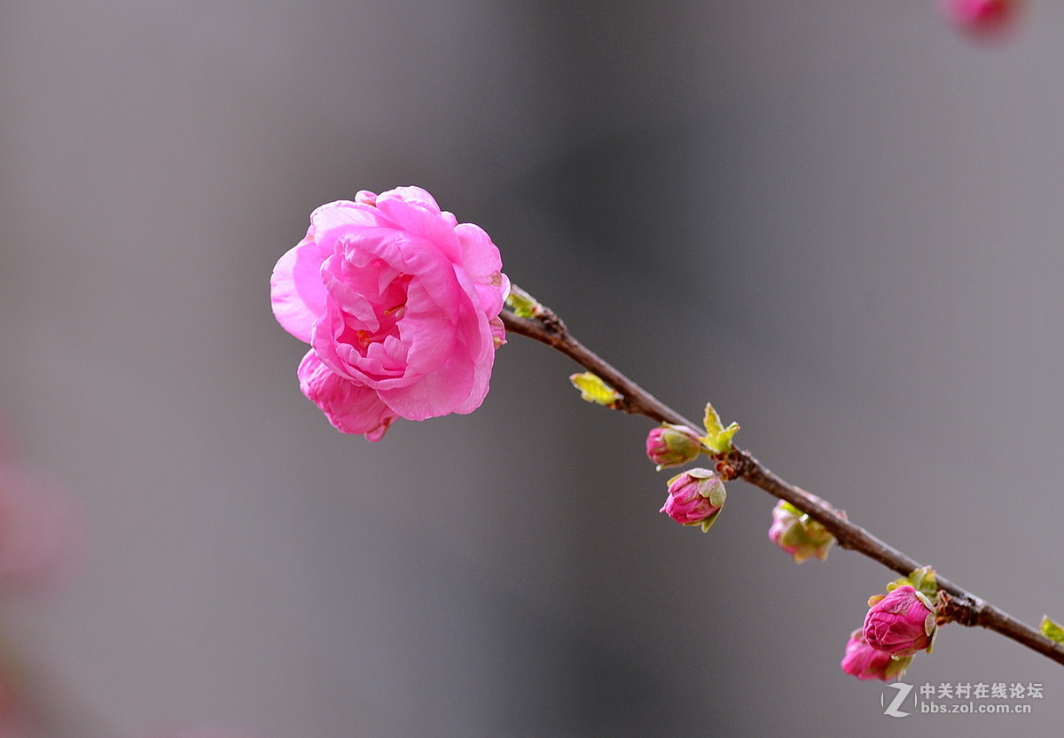 一组春花