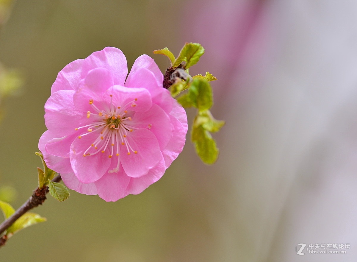 一组春花