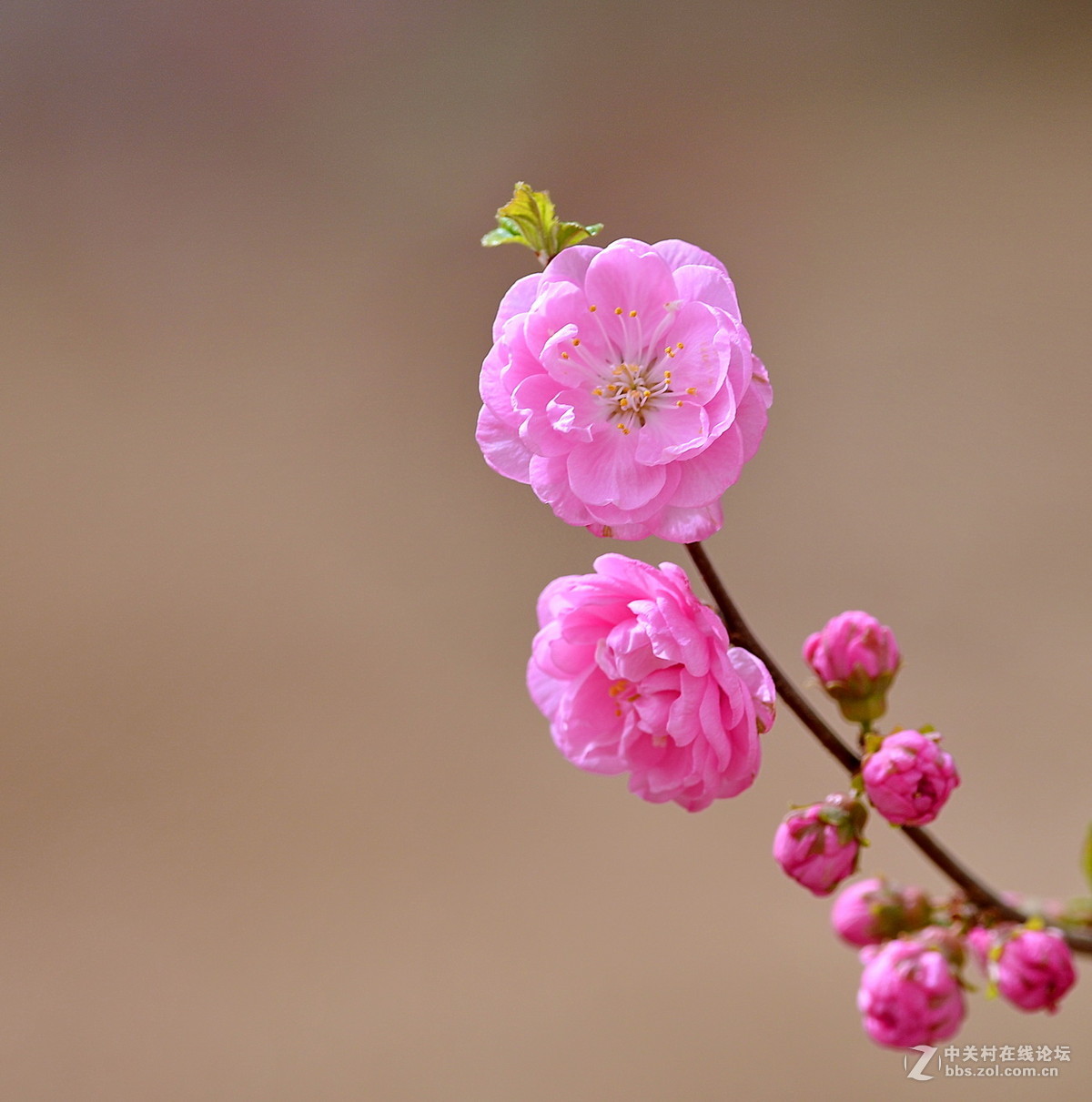 一组春花