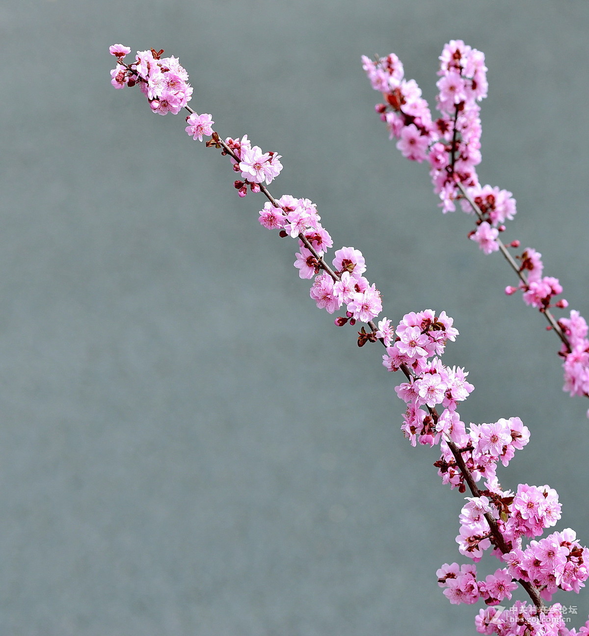 一组春花