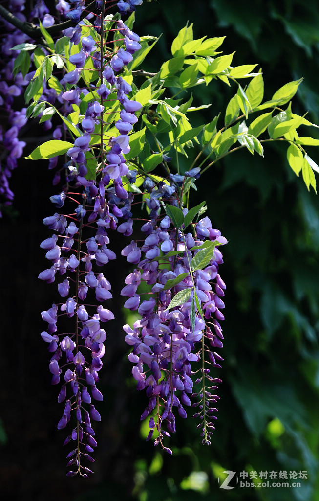 高贵典雅的紫藤花-中关村在线摄影论坛
