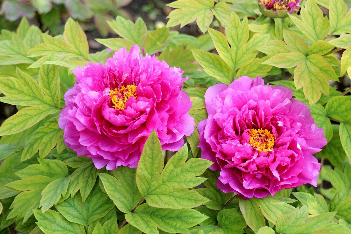 苏州花卉植物园中的牡丹花-中关村在线摄影论坛