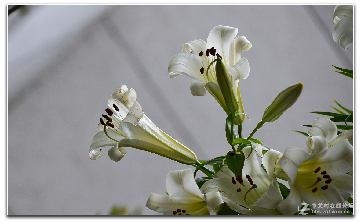 院子内外的小品作业