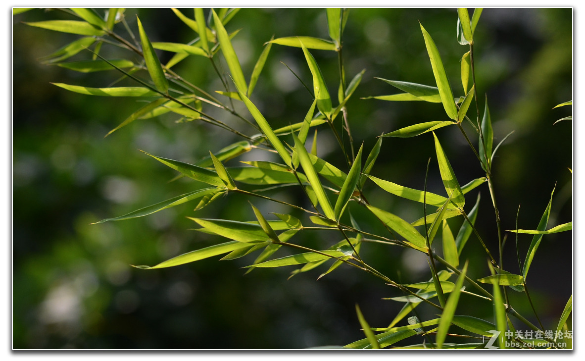 院子内外的小品作业