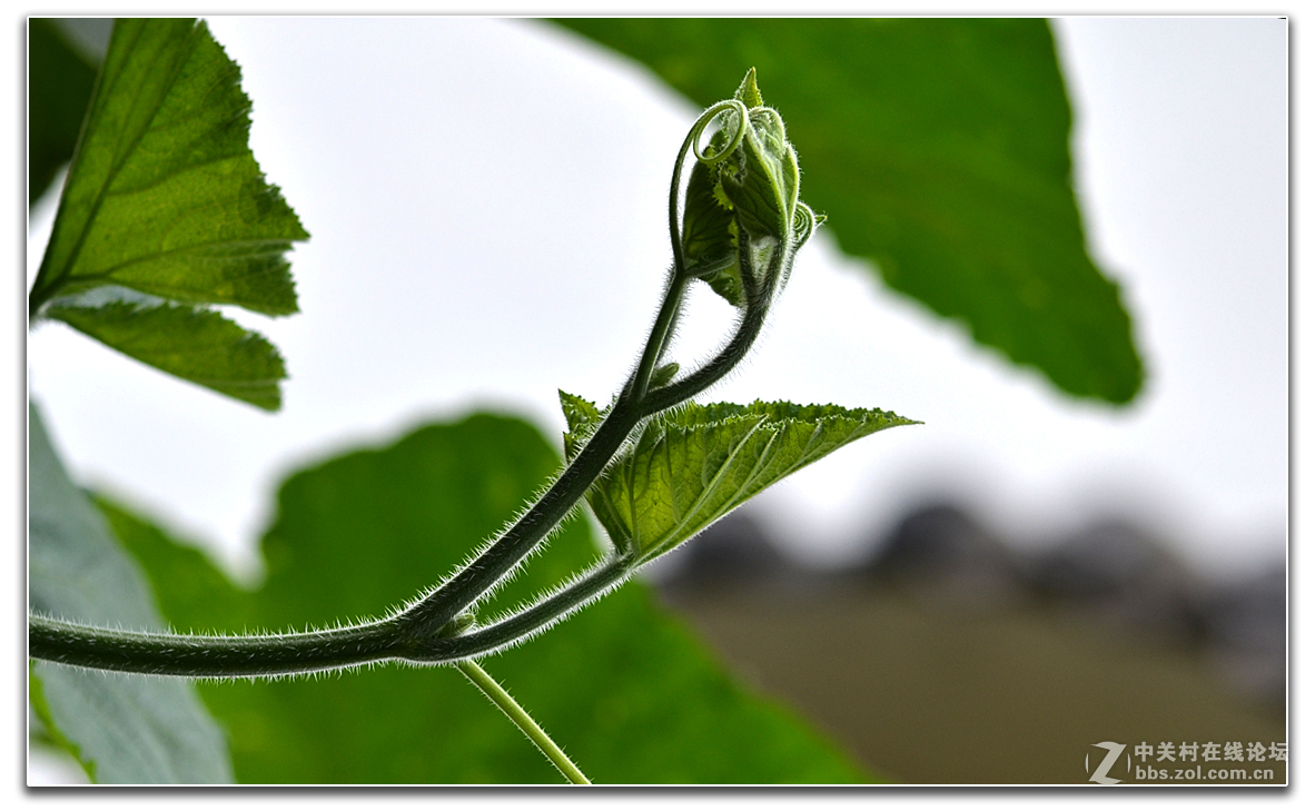 院子内外的小品作业