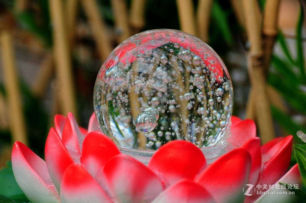 献花一朵——贺云山老师荣任尼康D750板块版主