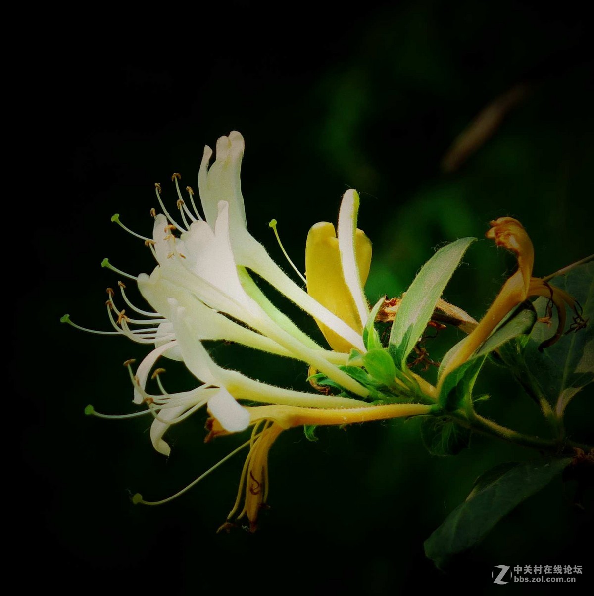 金銀花
