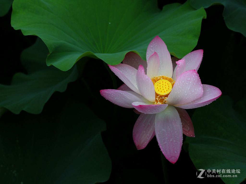 又见荷花香