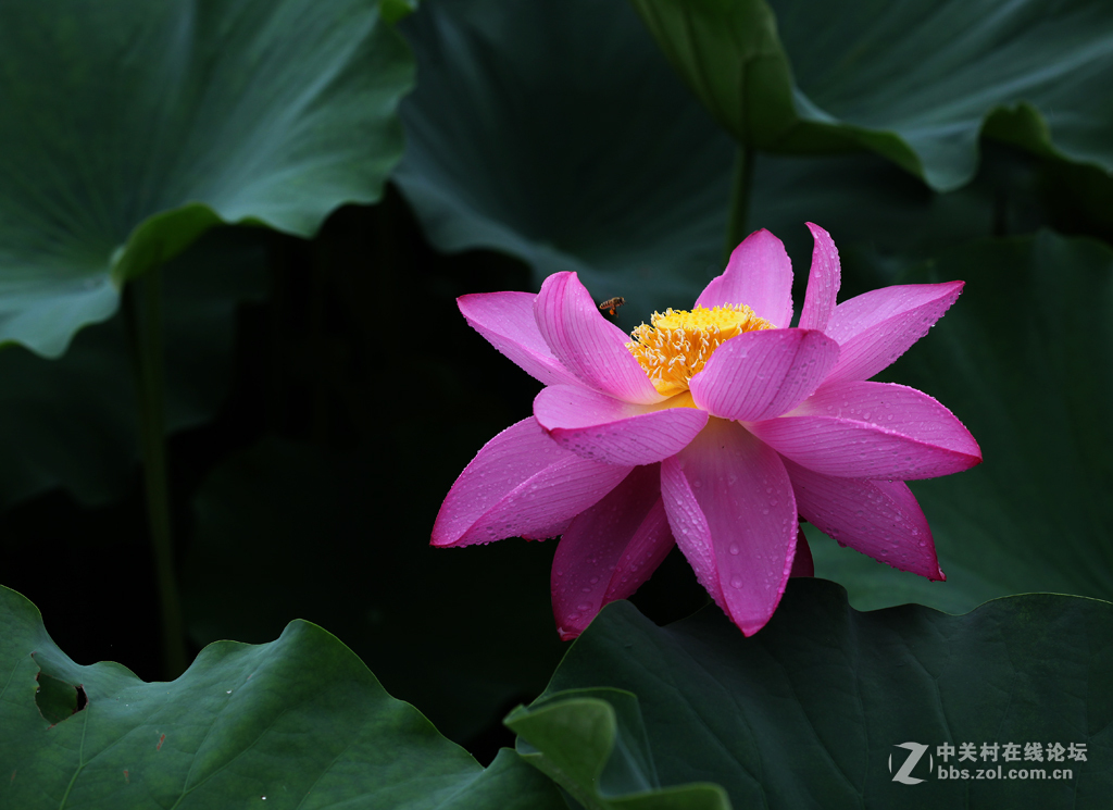 又见荷花香