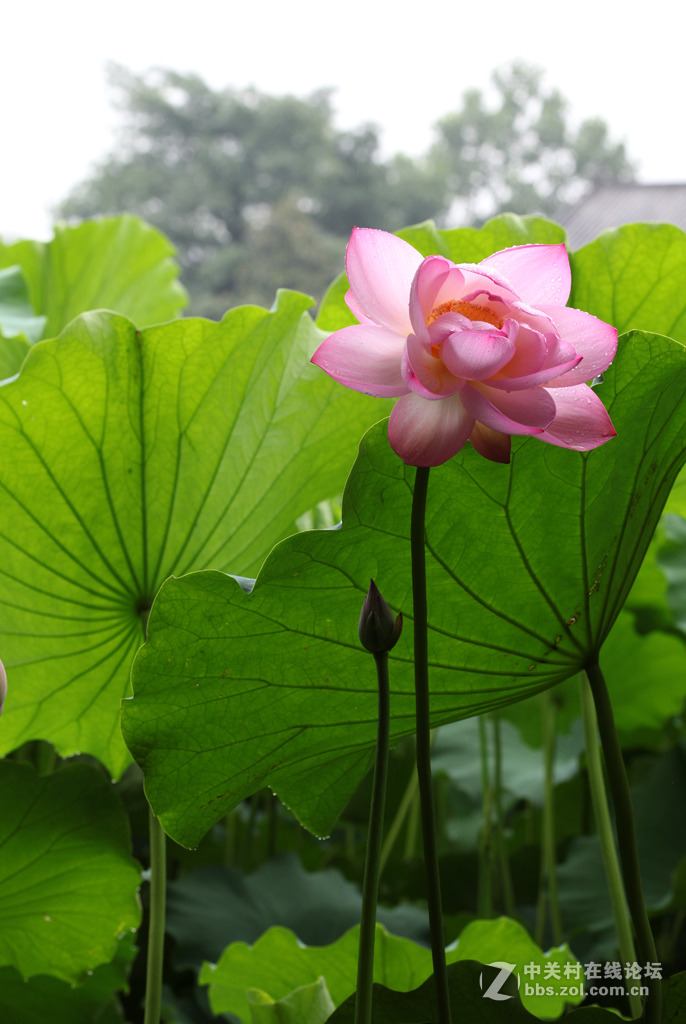 又见荷花香