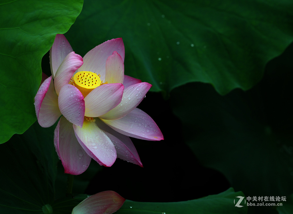 又见荷花香