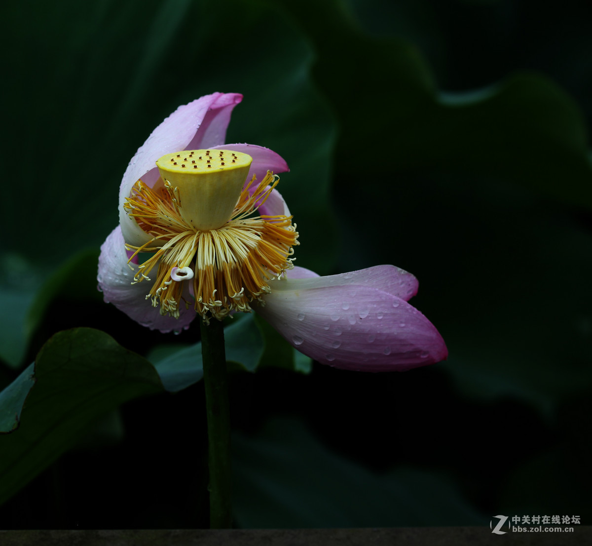 又见荷花香