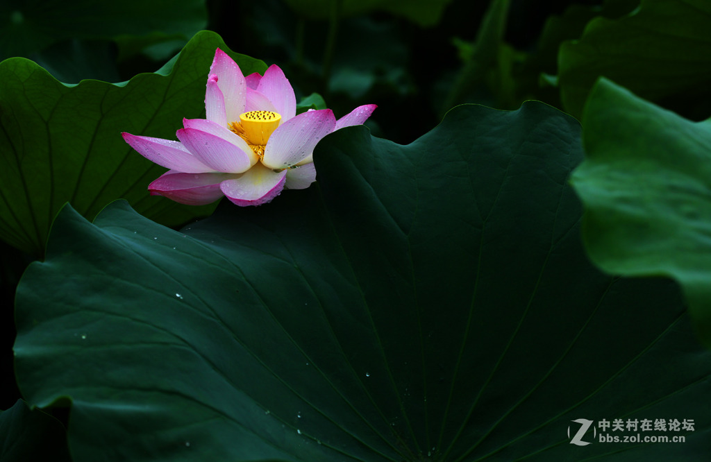 又见荷花香