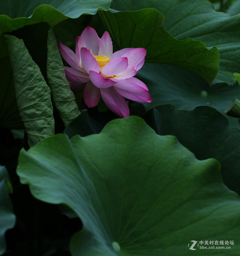 又见荷花香