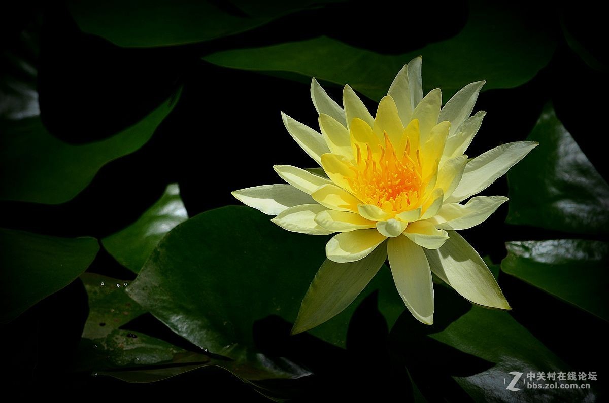 花卉《八十三》莲花