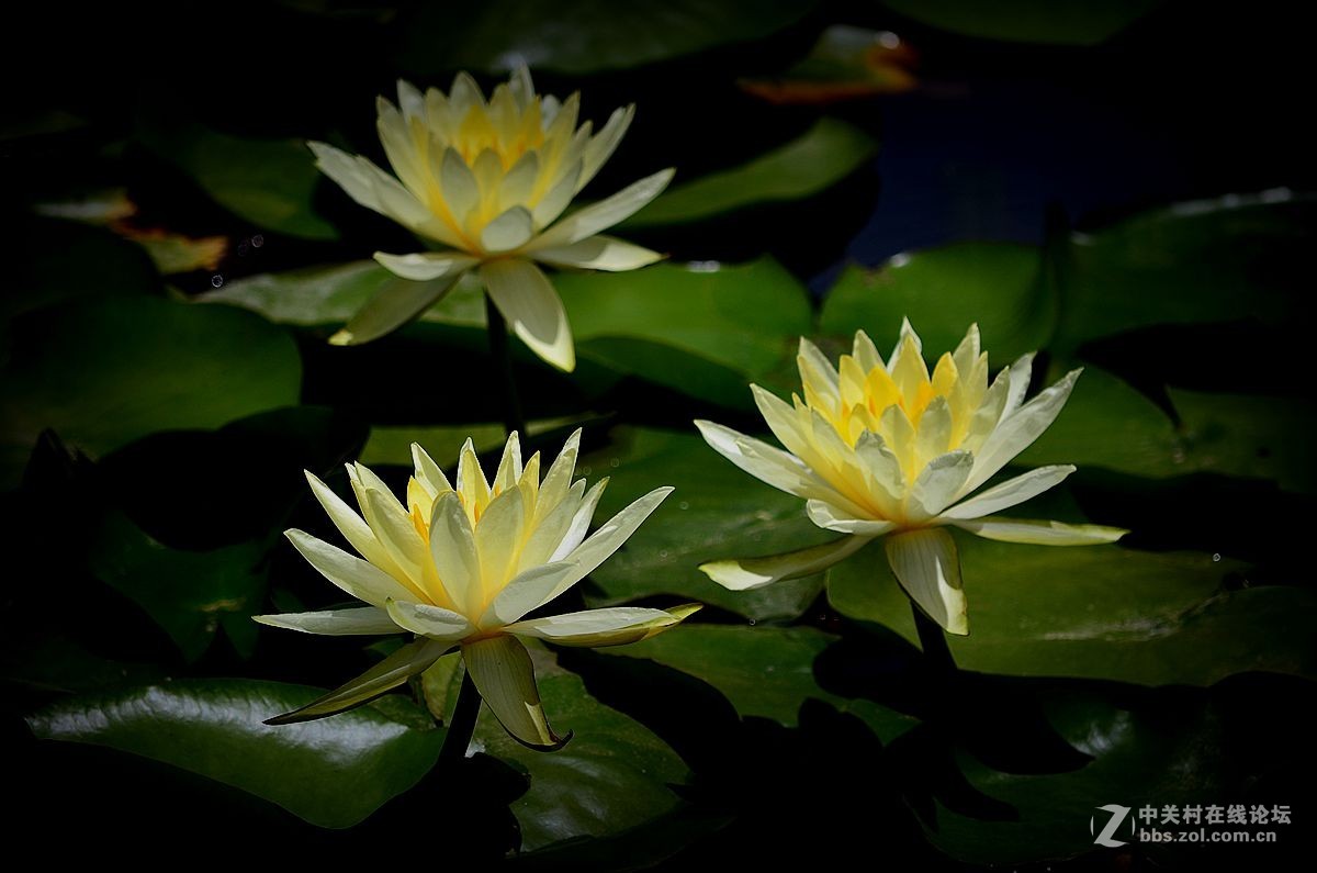 花卉《八十三》莲花