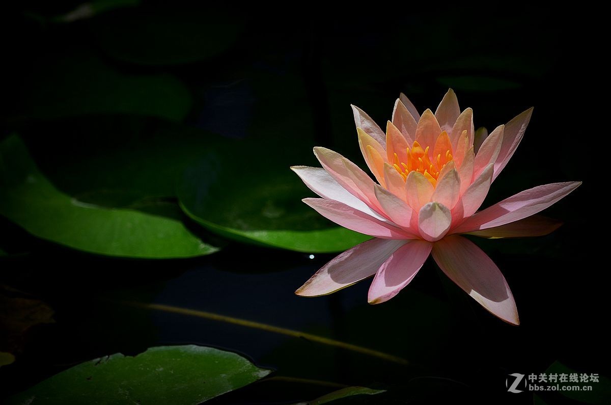 花卉《八十三》莲花