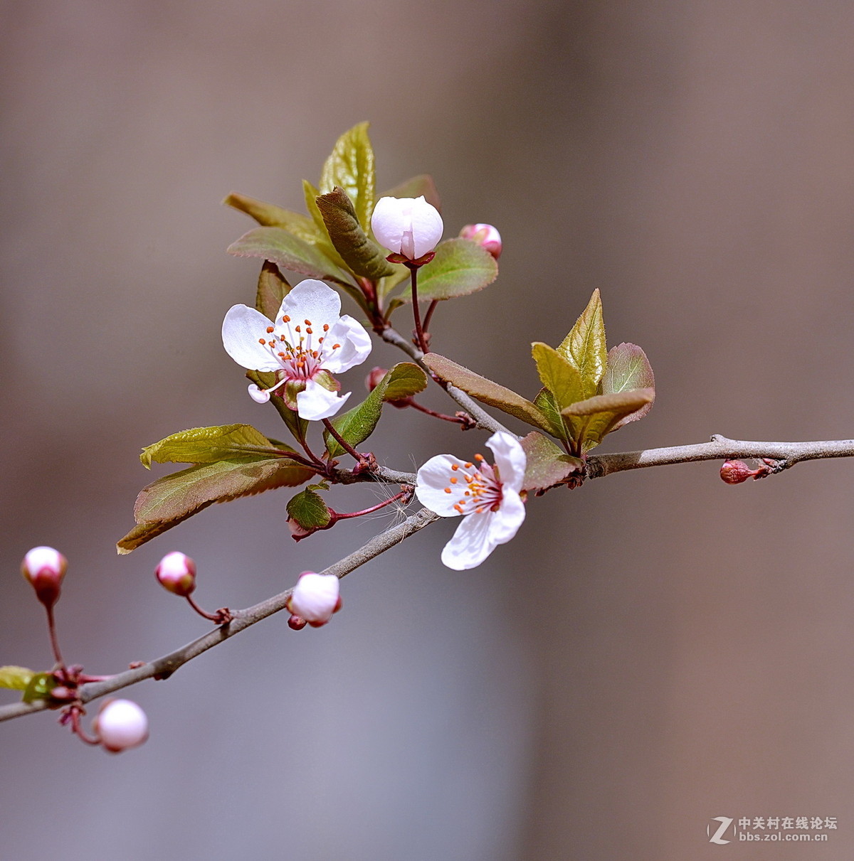 一组春花