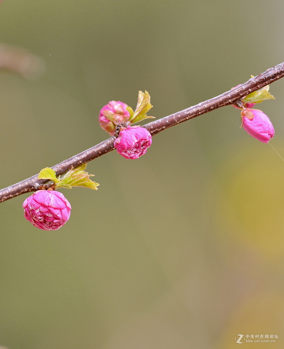 一组春花
