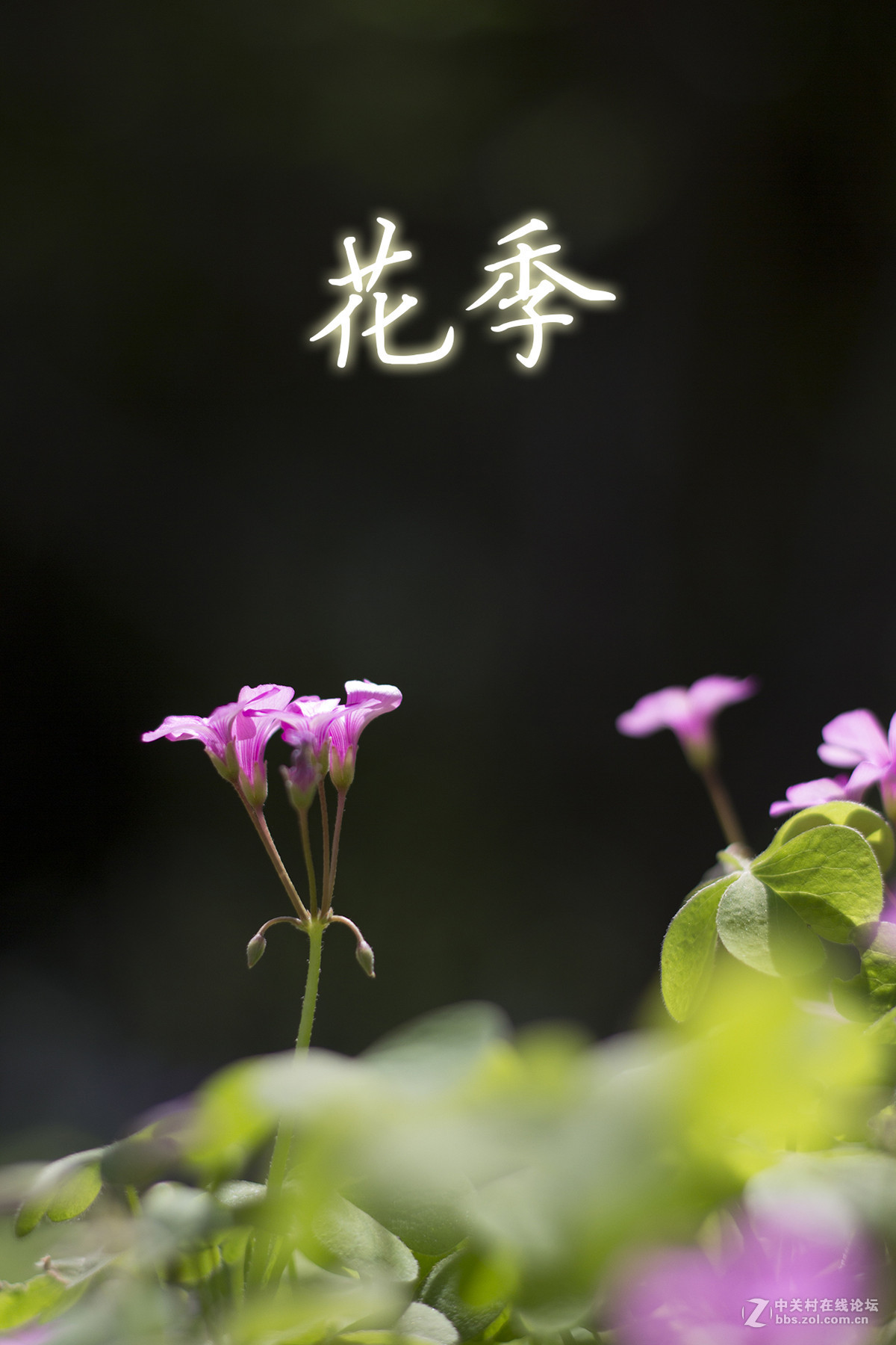 【高清图】小痰盂试镜——花季-中关村在线摄影论坛