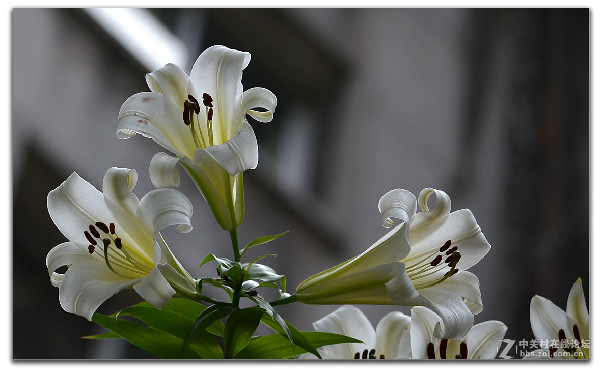 院子内外的小品作业