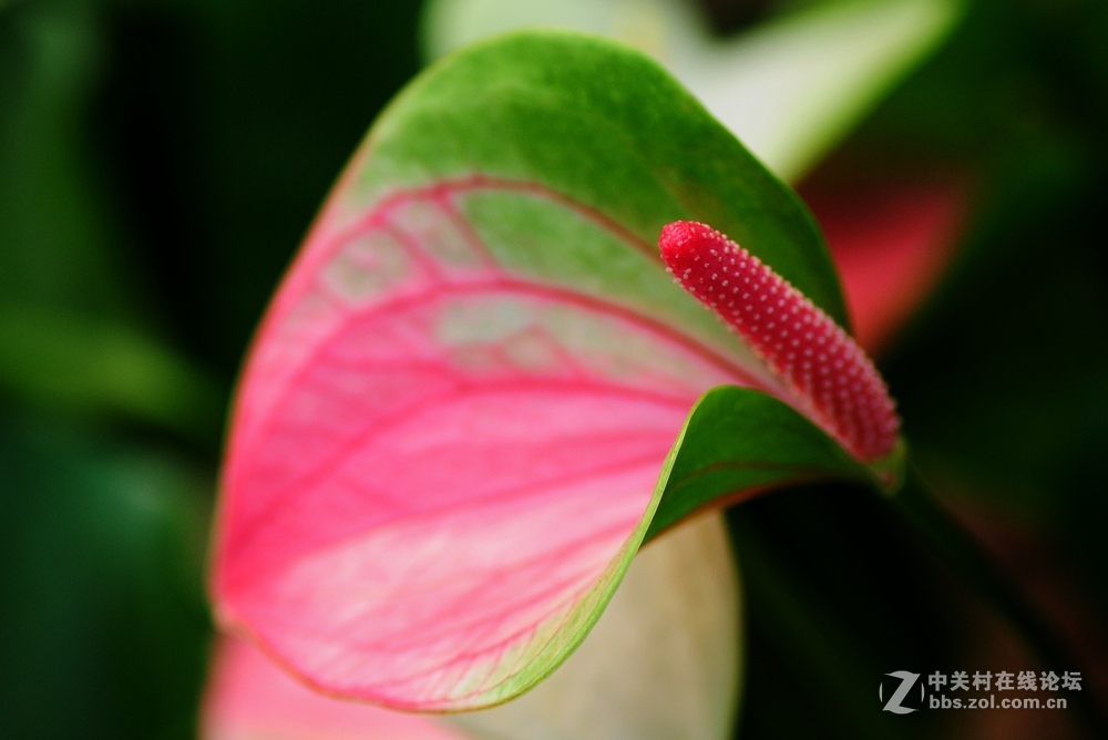 献花一朵——贺云山老师荣任尼康D750板块版主