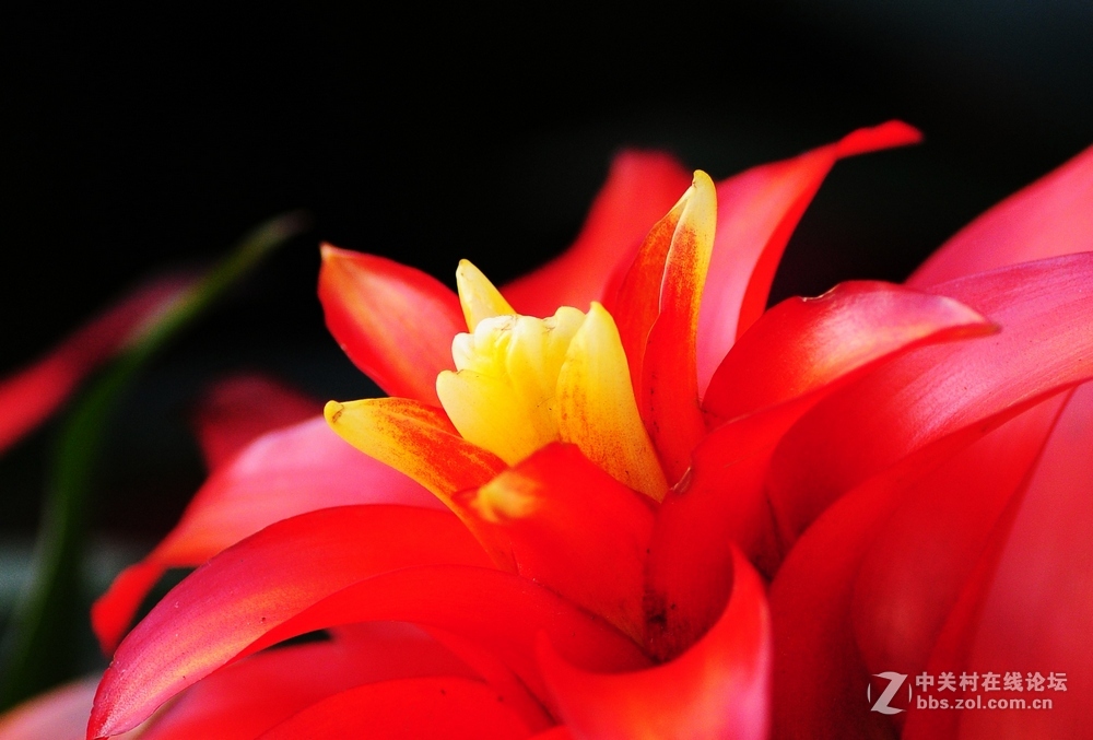 献花一朵——贺云山老师荣任尼康D750板块版主