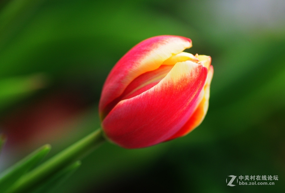 献花一朵——贺云山老师荣任尼康D750板块版主