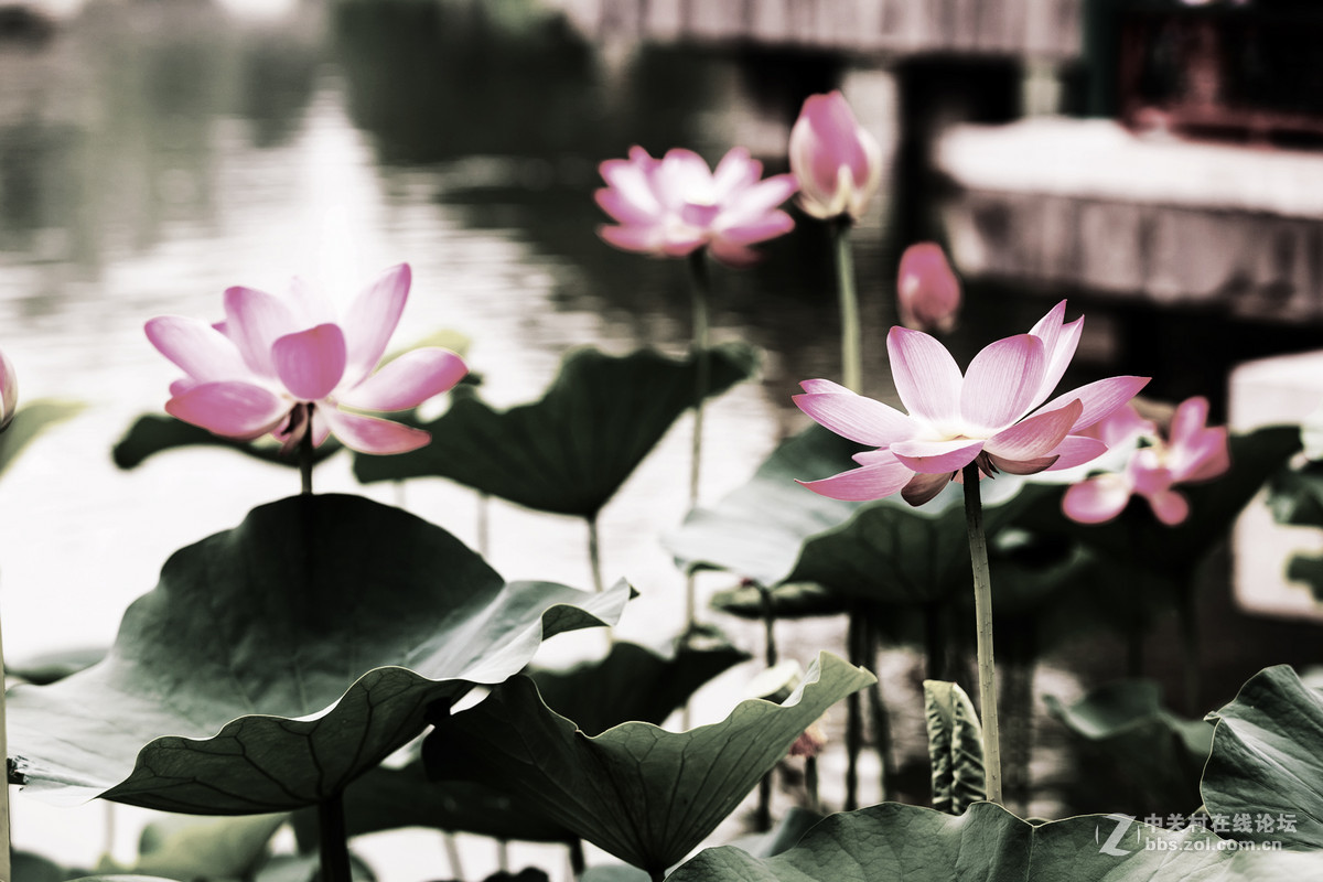 一组荷花