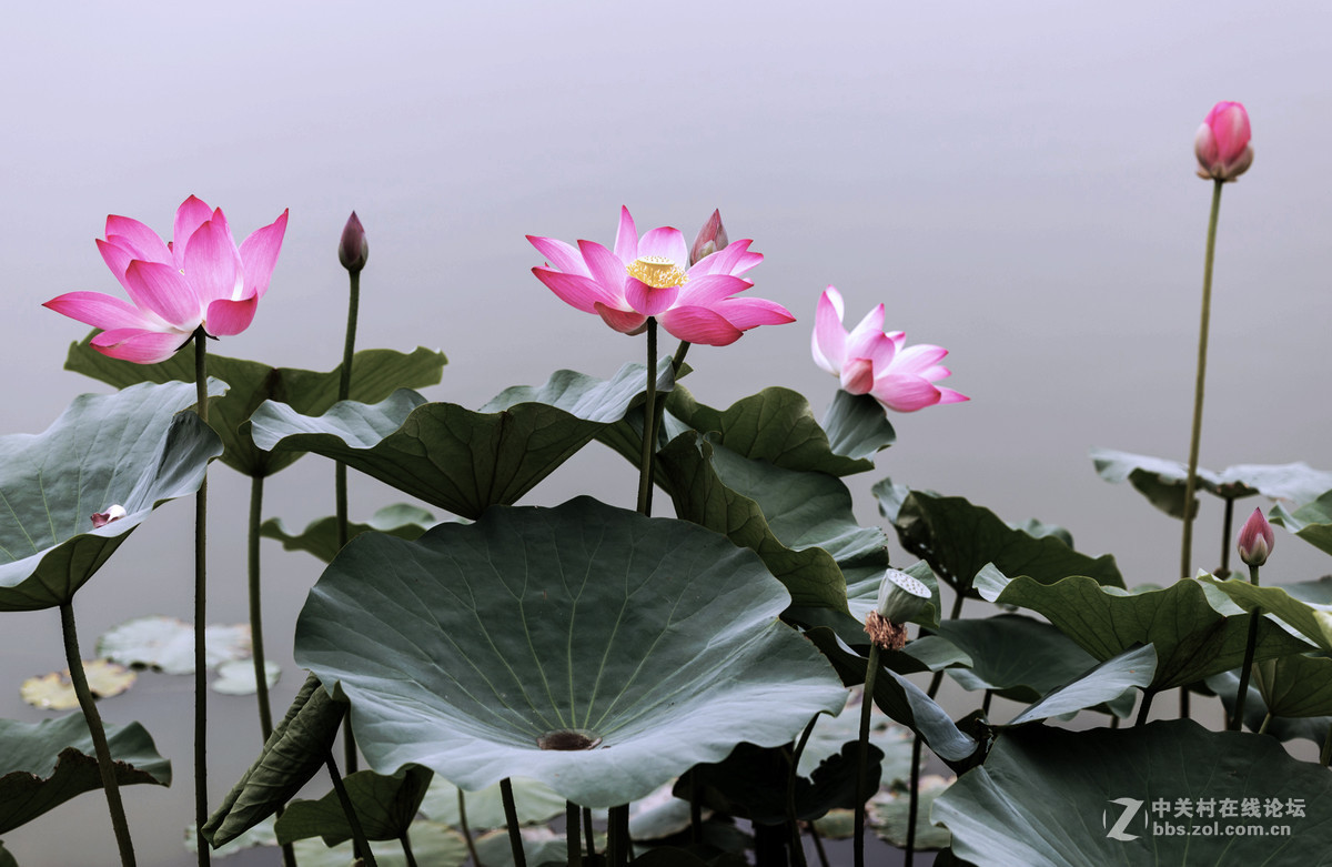 一组荷花