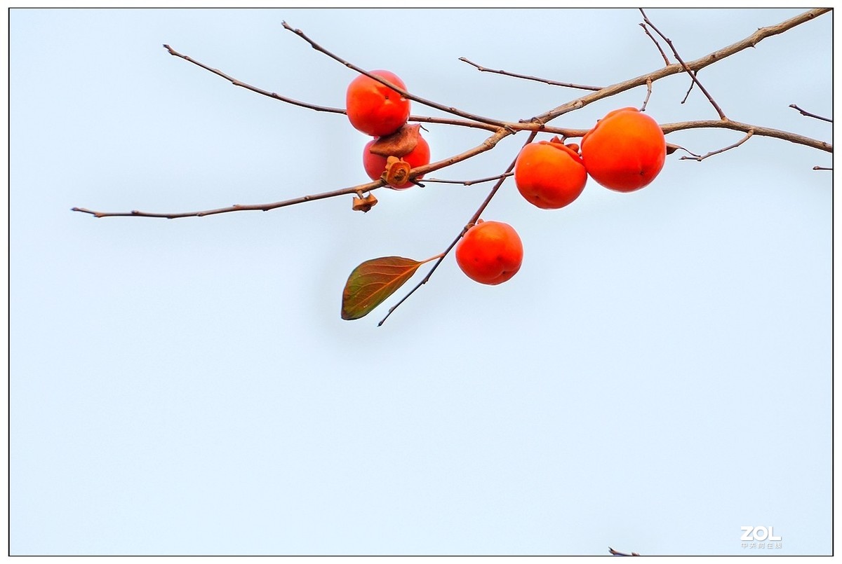 视觉光影柿柿如意1