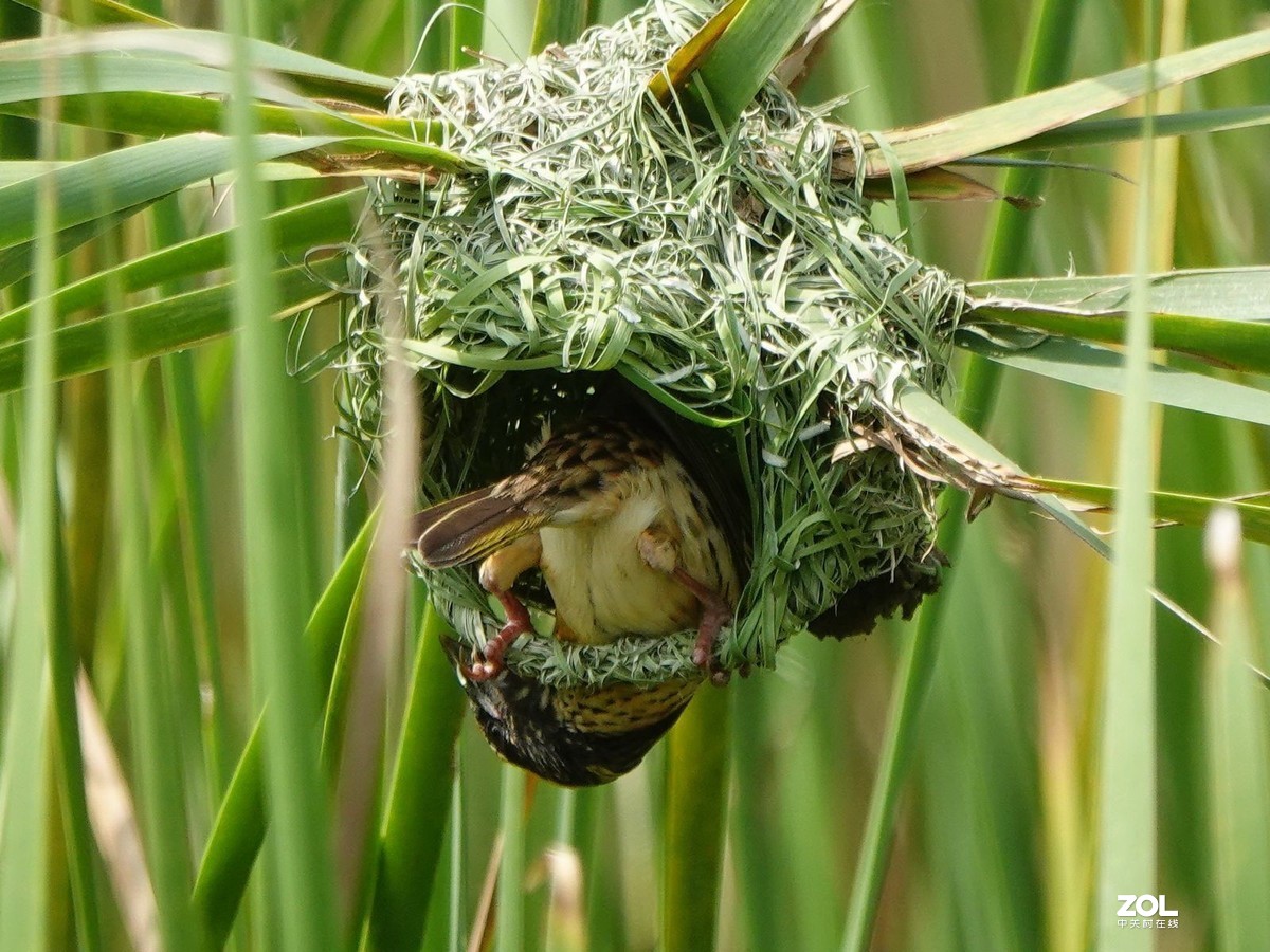 鸟类的能工巧匠：纹胸织雀