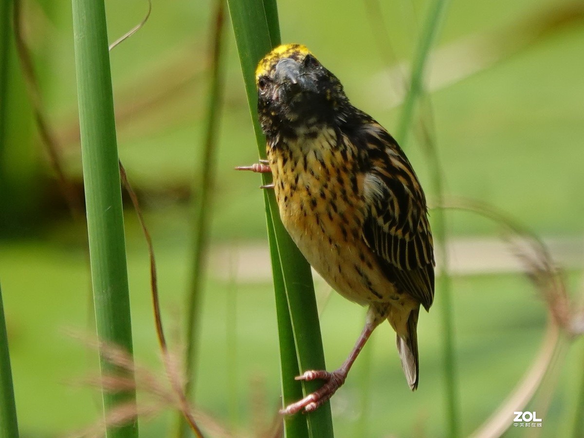 鸟类的能工巧匠：纹胸织雀