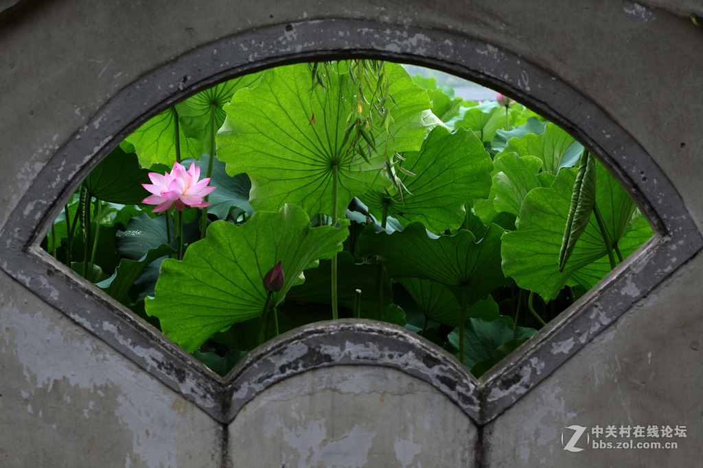 又见荷花香